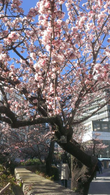あたみ桜は綺麗なピンク色です。(2020年撮影)